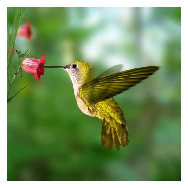 Design Tapete Kolibri und Blüte
