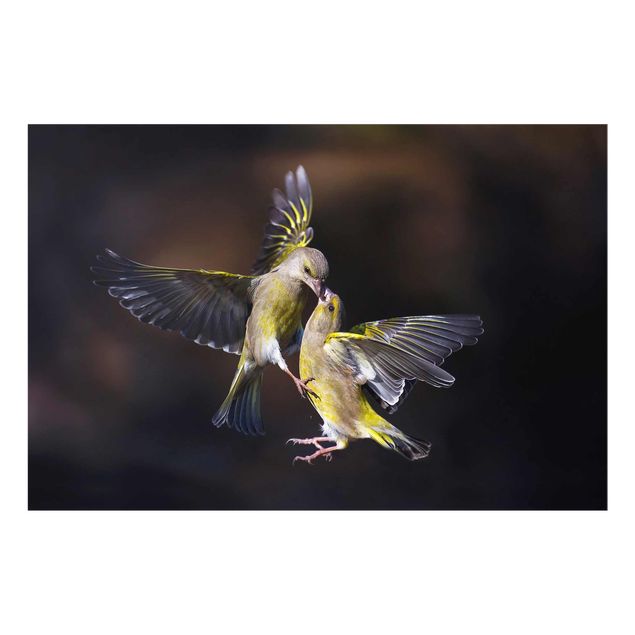 Glas Wandbilder Küssende Kolibris