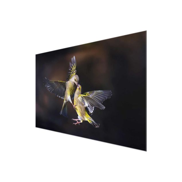 Glasbild - Küssende Kolibris - Querformat