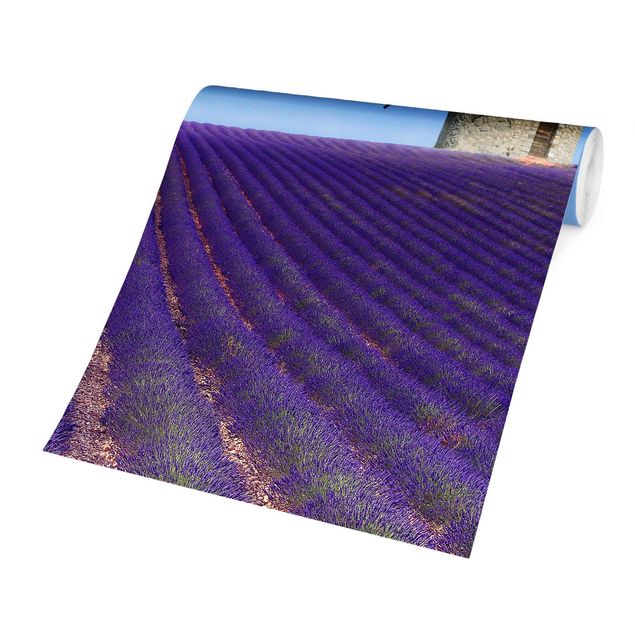 Schöne Fototapete Lavendelduft in der Provence