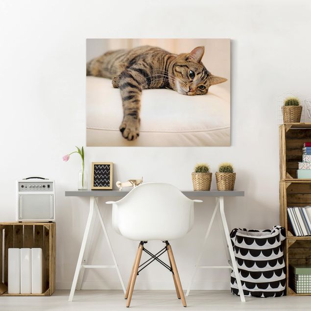 Wandbilder Tiere Cat Chill Out