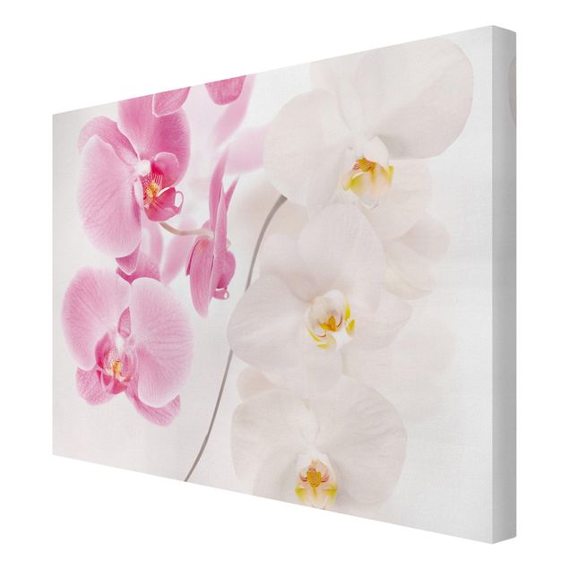 Leinwandbilder Delicate Orchids
