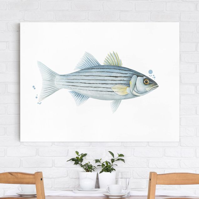 Leinwandbilder Fische Farbfang - Weißbarsch