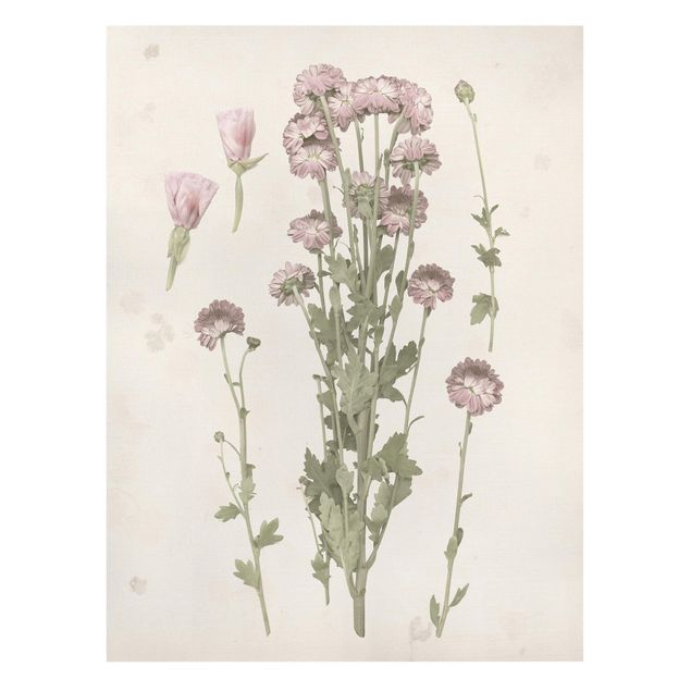 Bilder für die Wand Herbarium in rosa I
