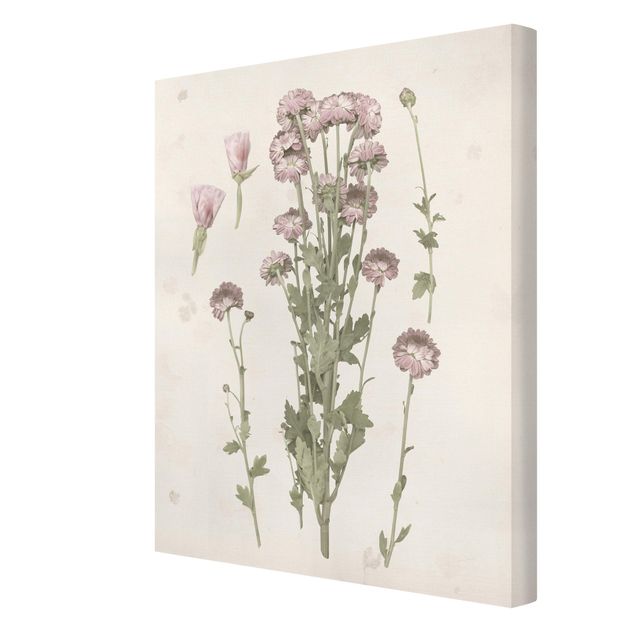 Schöne Leinwandbilder Herbarium in rosa I