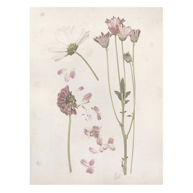 Schöne Wandbilder Herbarium in rosa II