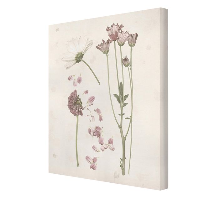 Bilder auf Leinwand Herbarium in rosa II