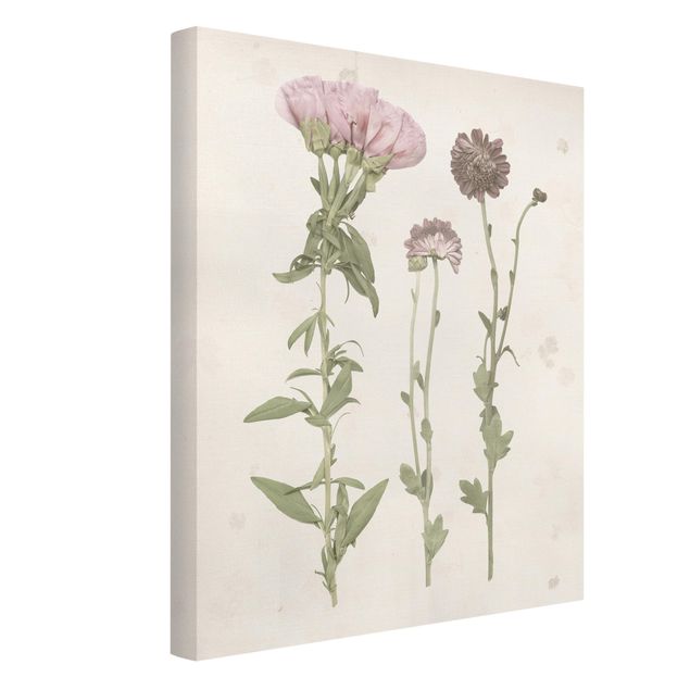Wandbilder Vintage Herbarium in rosa III