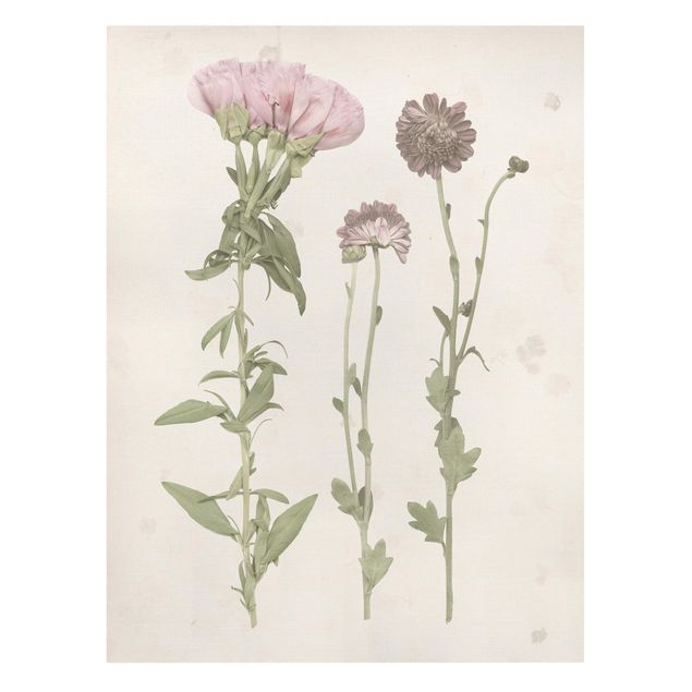 Wandbilder Herbarium in rosa III