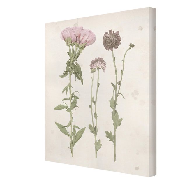 Leinwandbilder Herbarium in rosa III