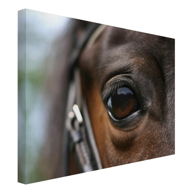 Tierbilder auf Leinwand Horse Eye