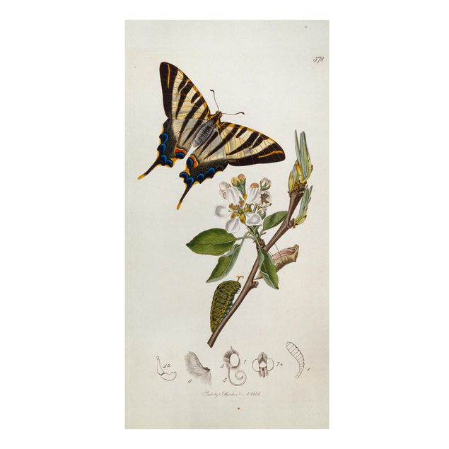 Leinwandbild - John Curtis - Ein seltener Schwalbenschwanz auf einer Birnenblüte - Hoch 1:2