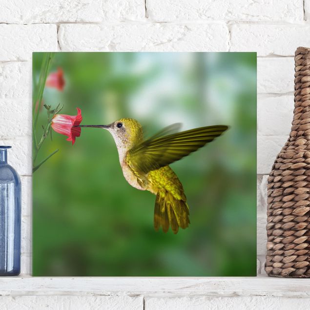 Kolibri und Blüte Leinwandbild als Quadrat | Bilderwelten
