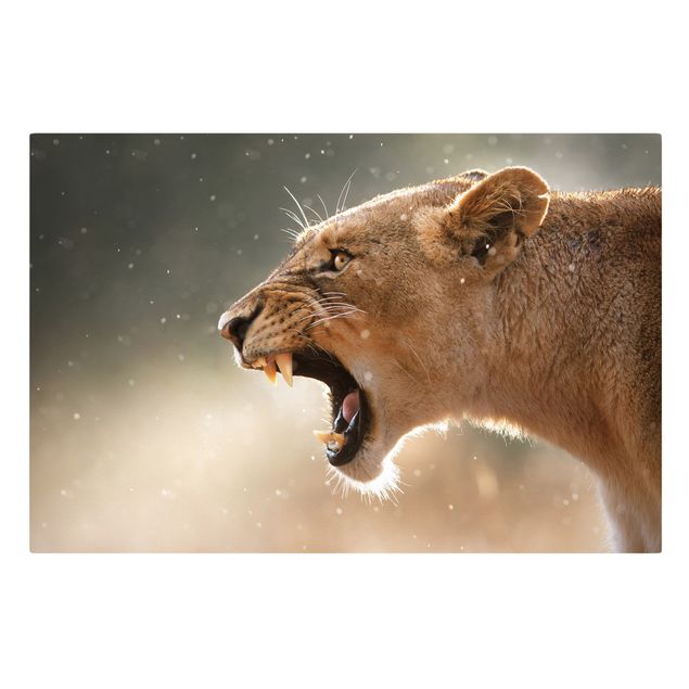 Leinwandbild - Löwin auf der Jagd - Quer 3:2