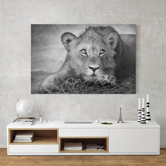 Leinwandbild Schwarz-Weiß - Lurking Lionbaby - Quer 3:2