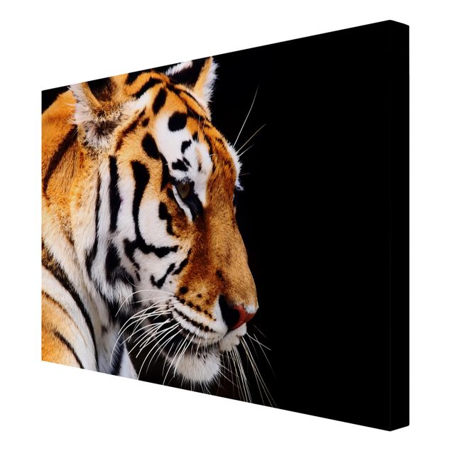 Wandbilder Wohnzimmer modern Tiger Schönheit