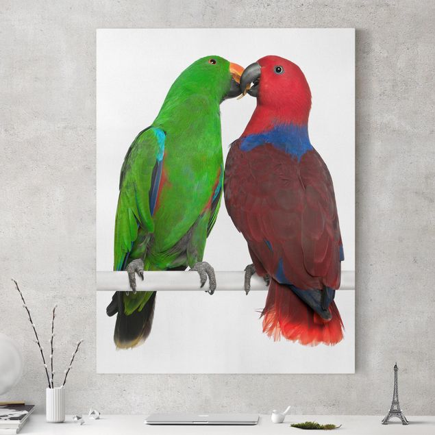 Leinwand Bilder XXL Verliebte Papageien