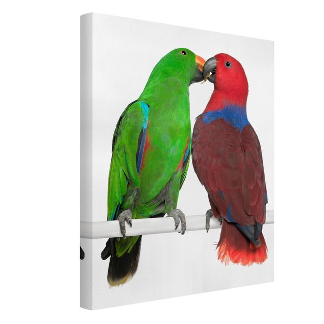 Tierbilder auf Leinwand Verliebte Papageien