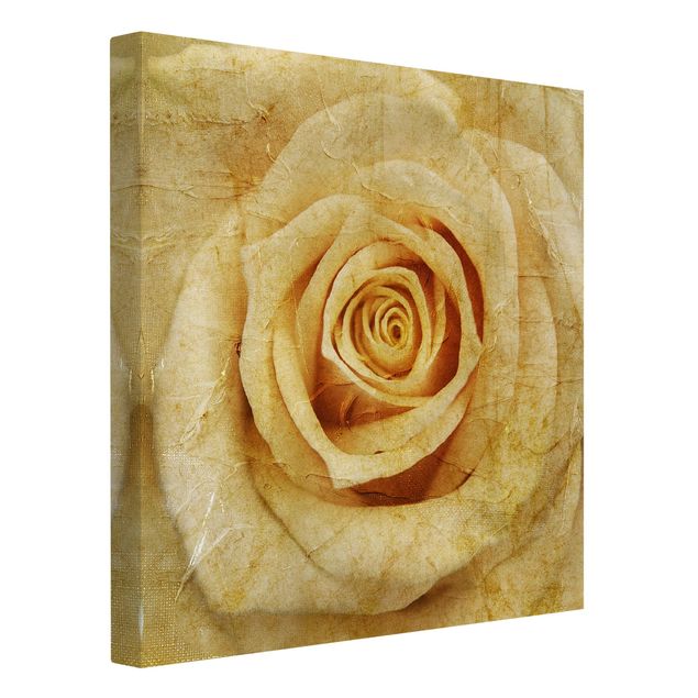 Leinwandbild - Vintage Rose - Quadrat 1:1