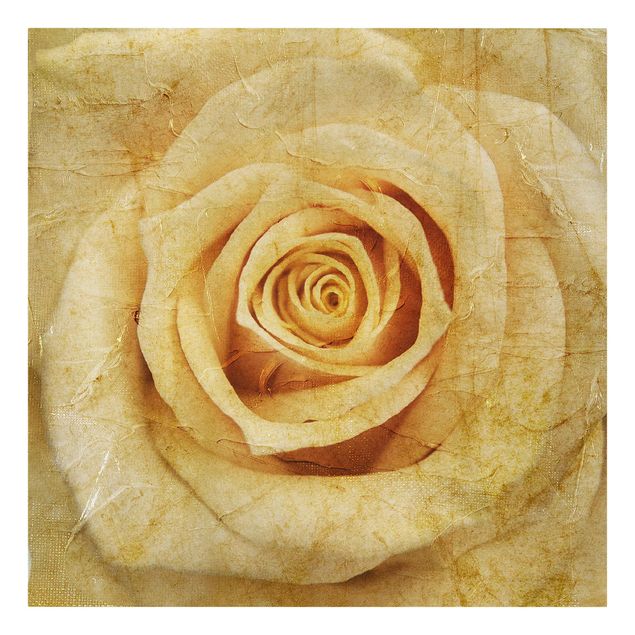 Leinwandbild - Vintage Rose - Quadrat 1:1