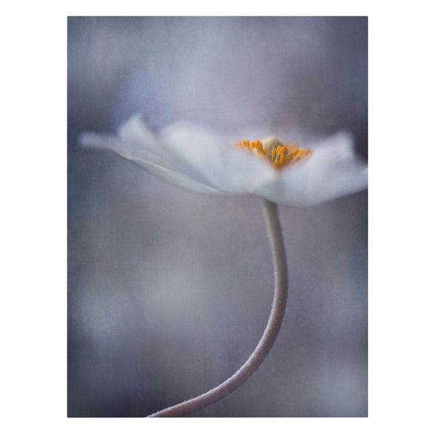 Leinwandbilder Weiße Anemonenblüte