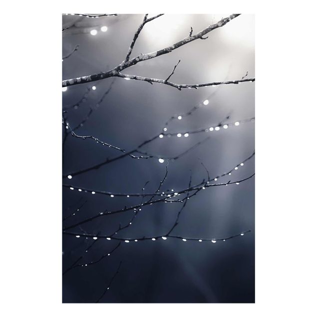 Bilder auf Glas Lichttropfen am Birkenzweig