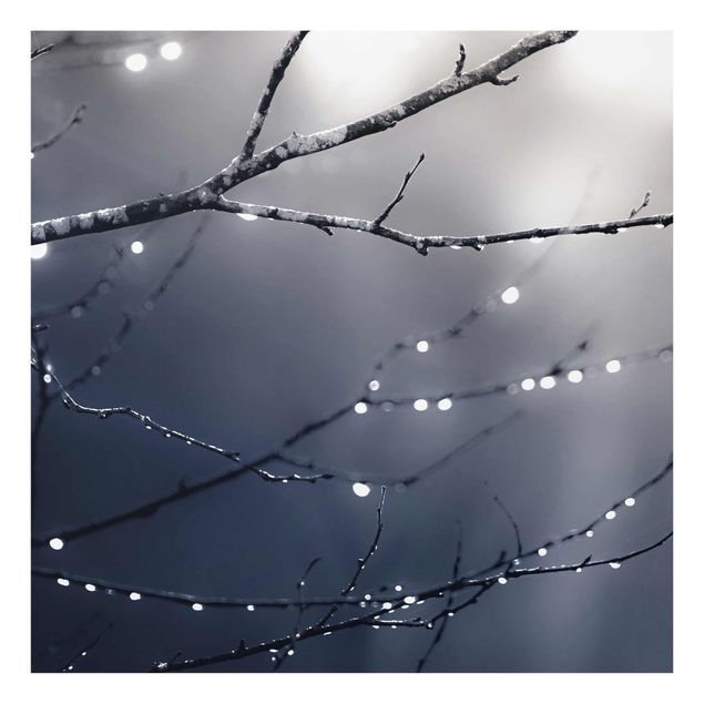 Glasbilder Lichttropfen am Birkenzweig