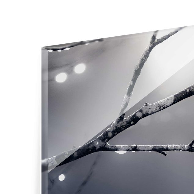 Glasbild - Lichttropfen am Birkenzweig - Hochformat