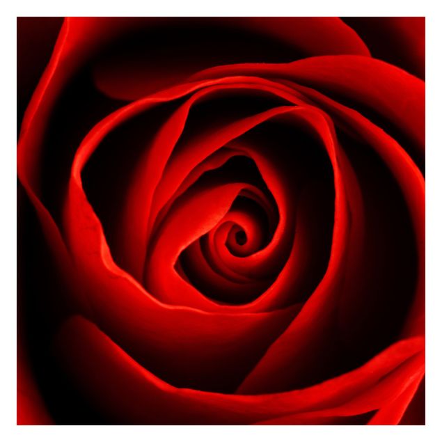 Rote Tapeten Liebliche Rose