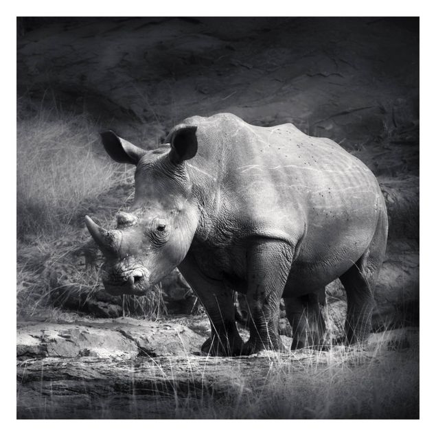 Fototapete - Lonesome Rhinoceros