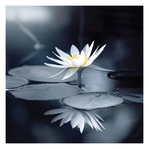 Fototapeten Lotus Spiegelung im Wasser