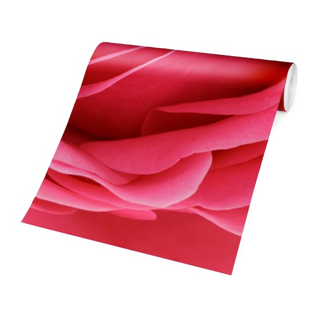 Wandtapete Design Lustful Pink Rose