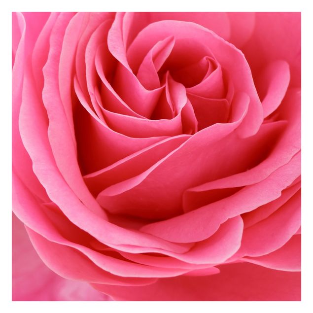 Schöne Fototapete Lustful Pink Rose