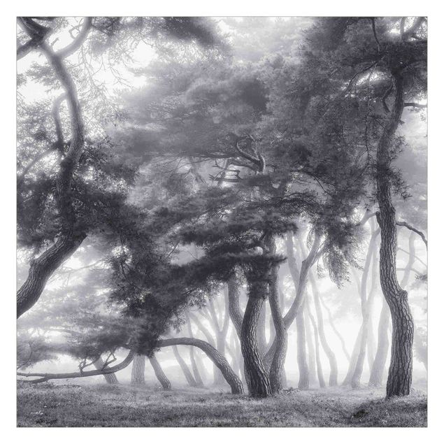 Fototapete weiß Majestätische Bäume in Schwarz-weiß