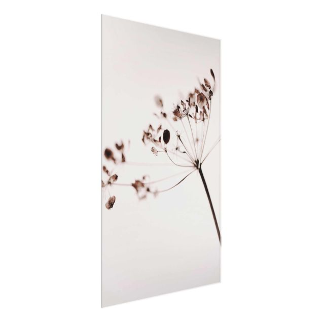 Schöne Wandbilder Makroaufnahme Trockenblume im Schatten