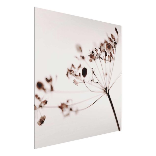 Wandbilder Makroaufnahme Trockenblume im Schatten