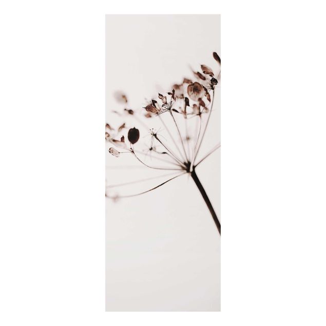 Bilder auf Glas Makroaufnahme Trockenblume im Schatten