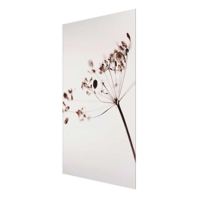Glasbild - Makroaufnahme Trockenblume im Schatten - Hochformat