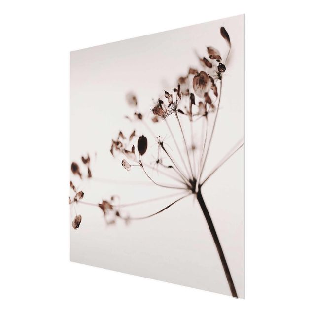 Glasbild - Makroaufnahme Trockenblume im Schatten - Quadrat