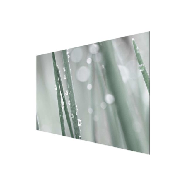 Glas Wandbilder Makroaufnahme Wasserperlen am Gras