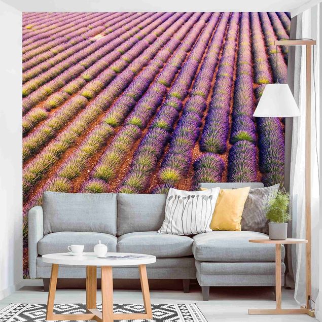 Tapete Blumen Malerisches Lavendelfeld