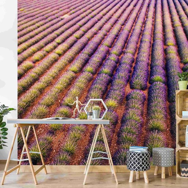 Wandtapete Design Malerisches Lavendelfeld