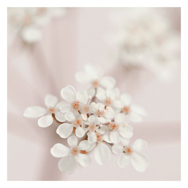 Fototapete Miniblüten im Rosanen Licht