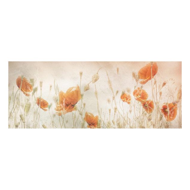 Bilder auf Glas Mohnblumen und Gräser im Feld