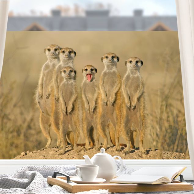 Fensterbild Tiere Meerkat Family Panorama