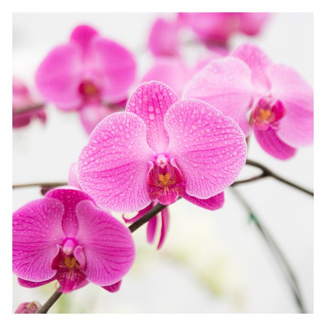 Fototapete Nahaufnahme Orchidee