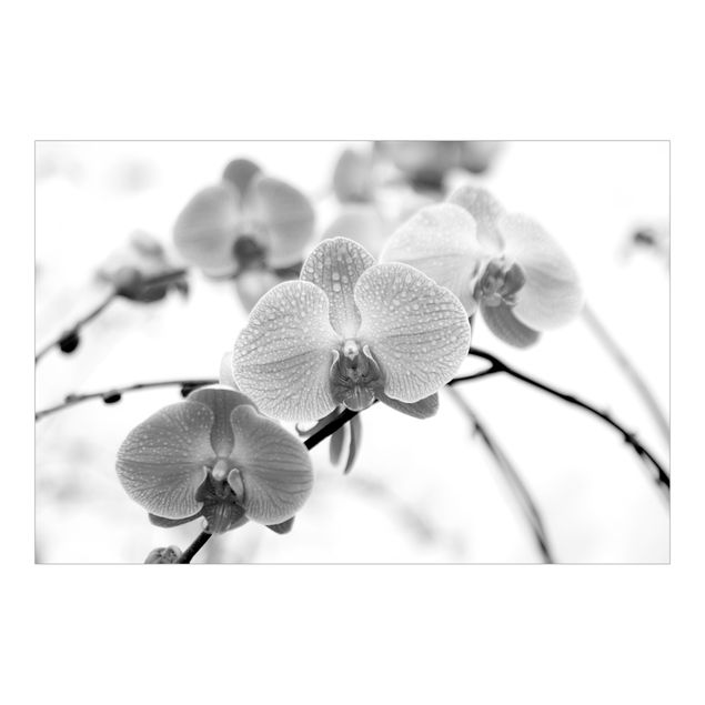Weiße Tapeten Nahaufnahme Orchidee Schwarz-Weiß