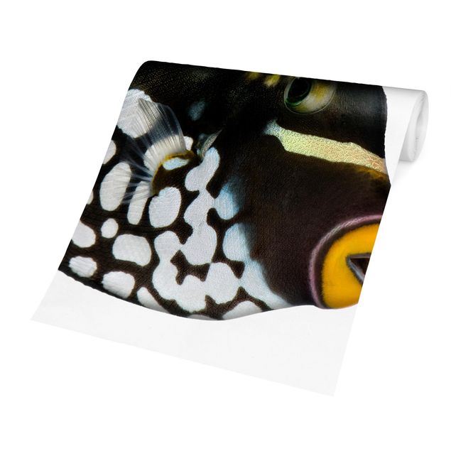 Schöne Fototapete Clown Triggerfish