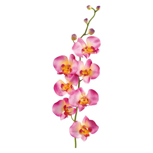 Wandtattoo Floral No.177 Orchidee Rosa II