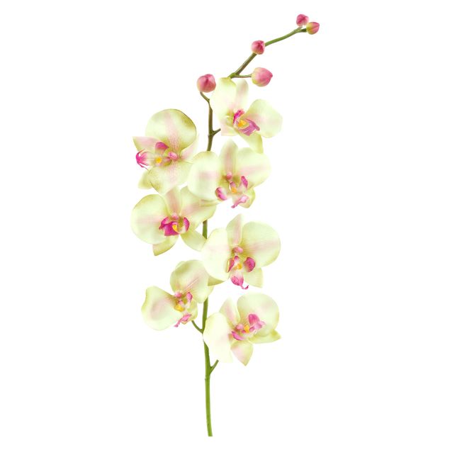 Wandsticker Floral No.190 Orchidee Weiß II